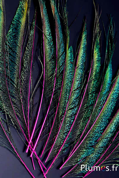 Paon bleu sabre - 30-38 cm - fuchsia